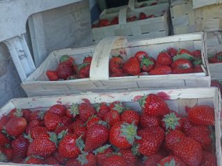 Witam, oferuję truskawkę polną oraz tunelową w dużych ilosciach