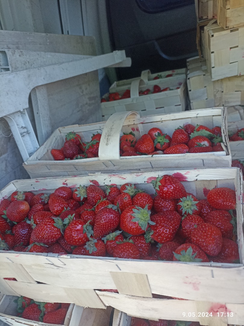 Witam, oferuję truskawkę polną oraz tunelową w dużych ilosciach oraz maliny, jeżyny, borówki, czeresnie i wiśnie, ogólnie większość warzyw i owoców, -->