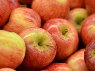 Agro cars LTD oferuje jabłka różnej odmiany Ukraińskiego pochodzenia: