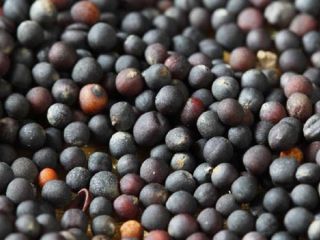 Agro cars LTD oferuje rzepak dobrej jakości Ukraińskiego pochodzenia: