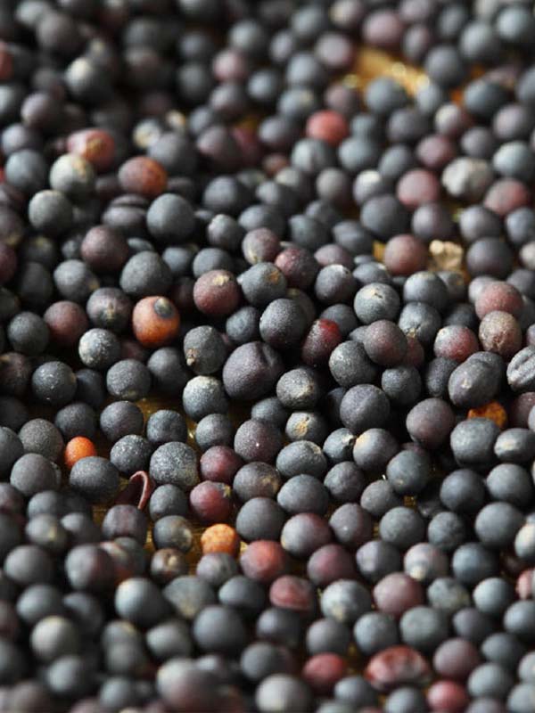 Agro cars LTD oferuje rzepak dobrej jakości Ukraińskiego pochodzenia: -Mamy wszystkie certyfikaty jakości -Pakowanie jest do uzgodnienia (luzem lub big bag)