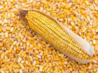 Agro cars LTD oferuje ziarno kukurydzy dobrej jakości Ukraińskiego