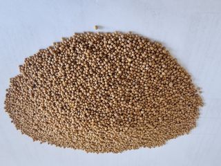 Gorczyca biała/ White mustard seeds Cena FCA Osina Mała