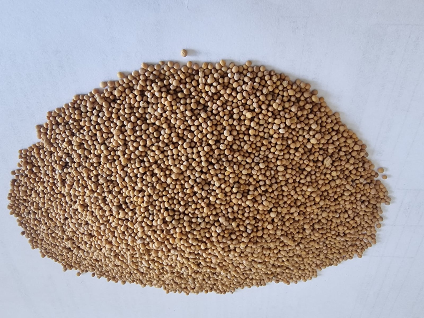 Gorczyca biała/ White mustard seeds Cena FCA Osina Mała czystość 98% Price FCA Osina Mała purity 98%