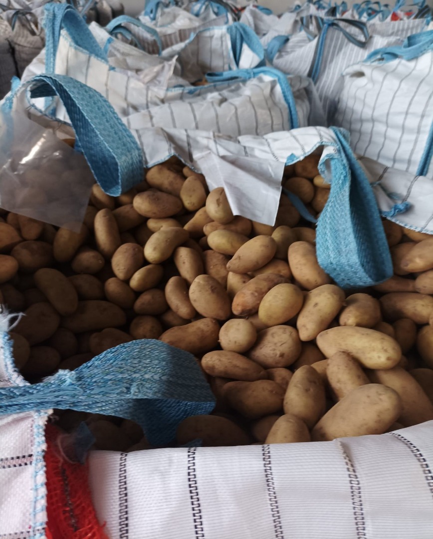 Sprzedam Ziemniaki Mondial 40-60 mm Big Bag (1250 kg netto ) Dostawy tylko pełen transport - 19 palett x 1250 kg netto