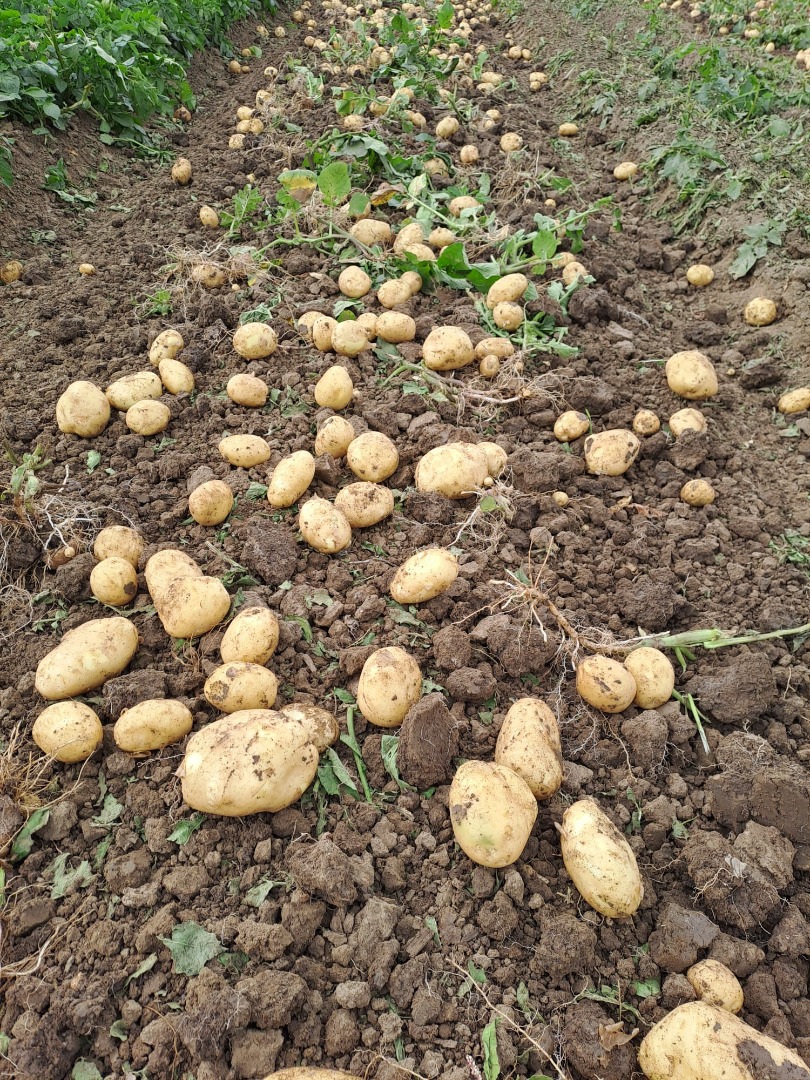 Sprzedam ziemniaki młode odmiany Riviera 55+, zebrane już, w dowolnej ilości, pakowane w worki po 25 i big bagi po 1 tonę