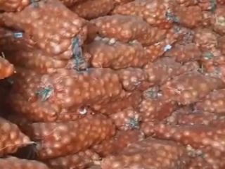 Sprzedamy cebulę żółtą obecnie na dziś 500 ton, kaliber