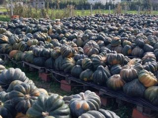 Dynie tunezyjskie premium - doskonałość w eksporcie na cały