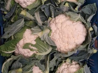 Sprzedam kalafior duże ilości. Kaliber 6/8 szt