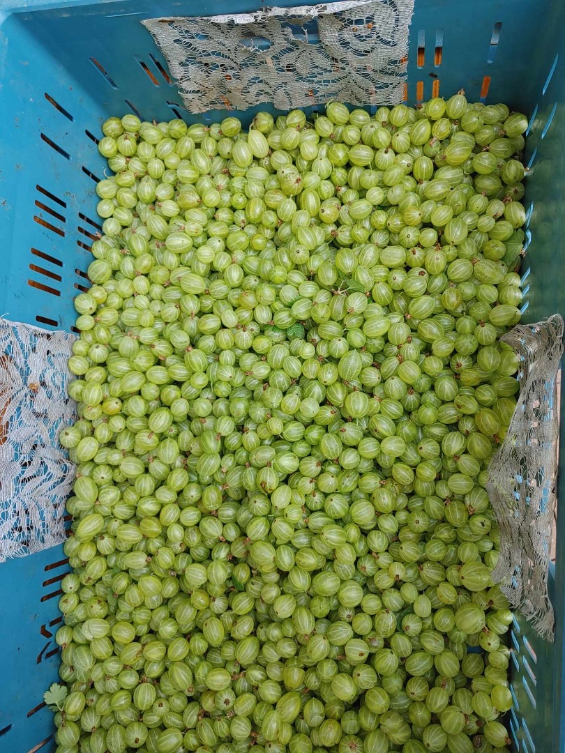 Sprzedam agrest odmiana Puszkinski ilość 12-15 ton