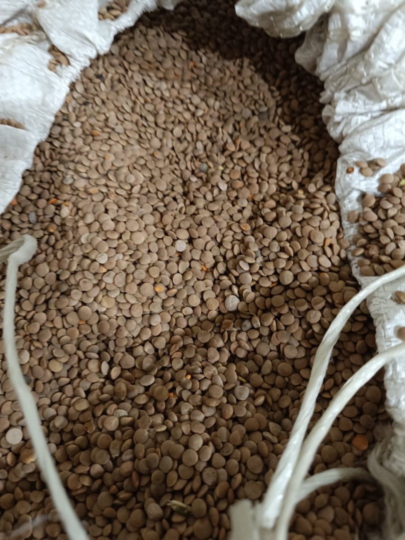 Sprzedam soczewice brązową oraz zieloną kalibru 5+, czystość 99%, wilgotność do 14,5%, opakowanie big-bag po 1000-1100 kg