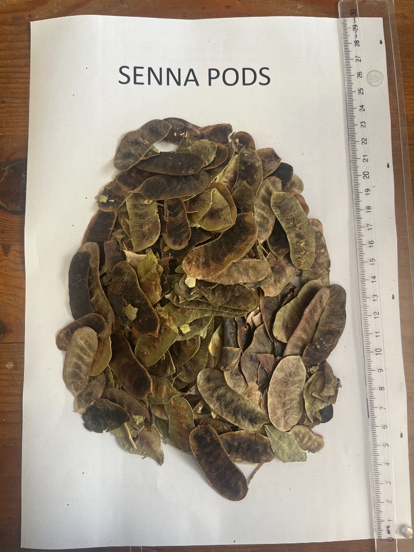 Oferujemy kapsułki Senna