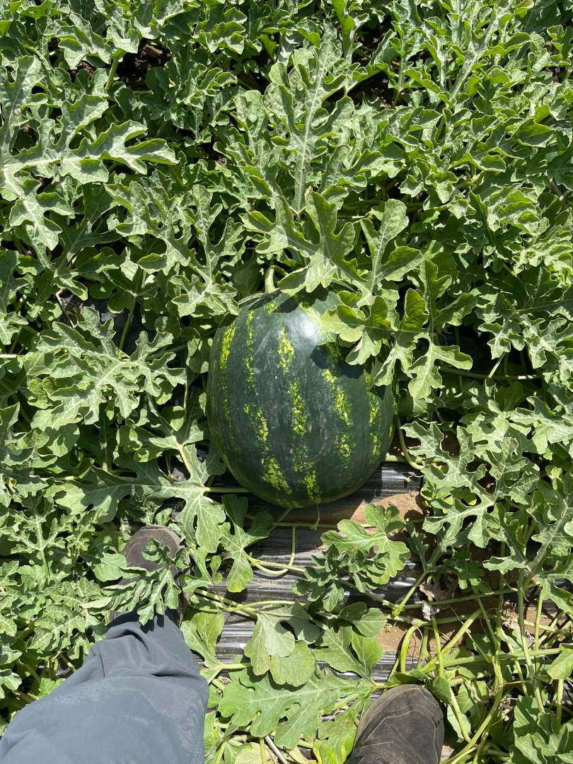 Rozmiar 6-10 kg, okrągły kształt