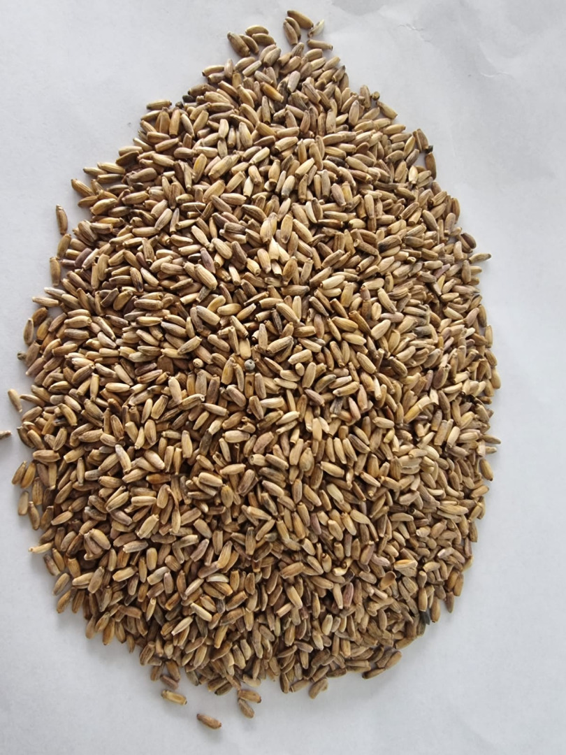 Sprzedam ostropest plamisty, zapraszam do kontaktu, cena do uzgodnienie Offer for milkthistle, price to agreed