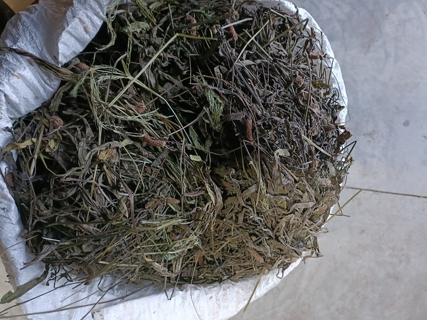 Witam mam do sprzedania babkę lancetowata, jest to zbór zeszłoroczny