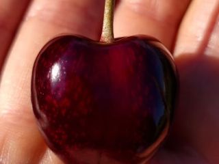 Witam, zapraszam do sadu rodzinnego CHERI ORCHARD W ofercie
