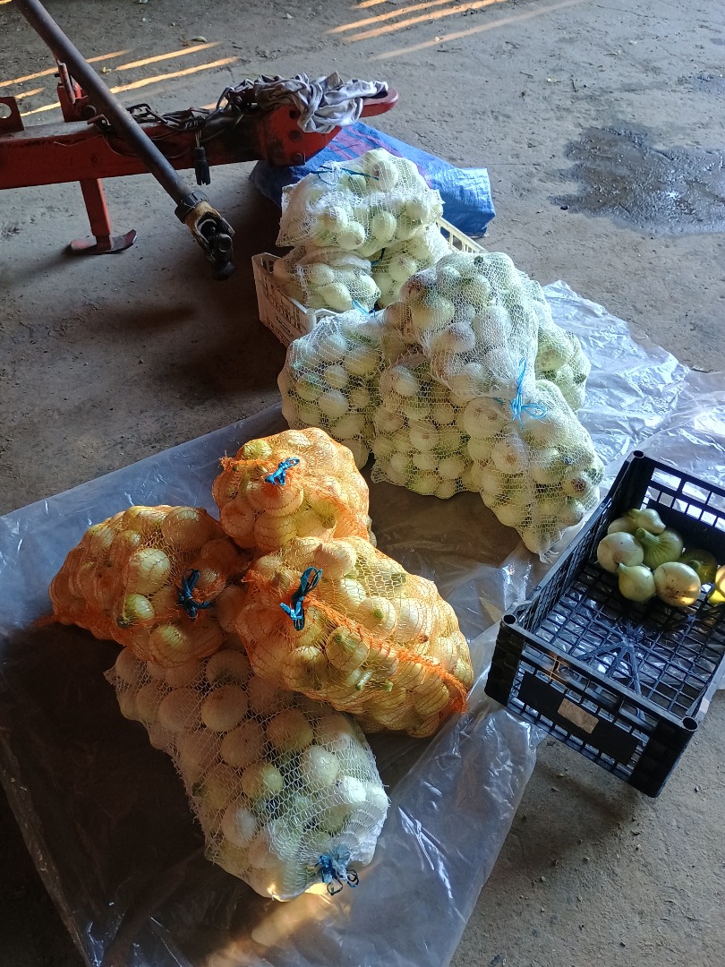 Sprzedam młoda cebulę czysta białą kaliber 5+ pakowana w worki 5,10,15 kg lub inaczej na życzenie odbiorcy ilośc budowe około 10-15 ton