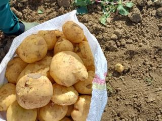 Zajmujemy się hurtową sprzedażą ziemniaków rumuńskich. pojemnik: worek, siatka,