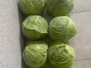 sprzedam do 50ton kapusty białej. główki od 2 do