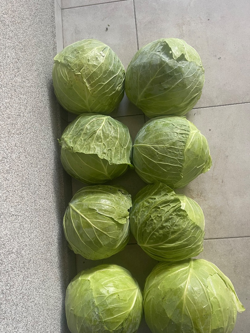 sprzedam do 50ton kapusty białej