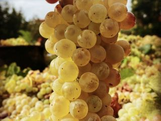 Certyfikowane organiczne winogrona do wina białego - IGP Lazio,