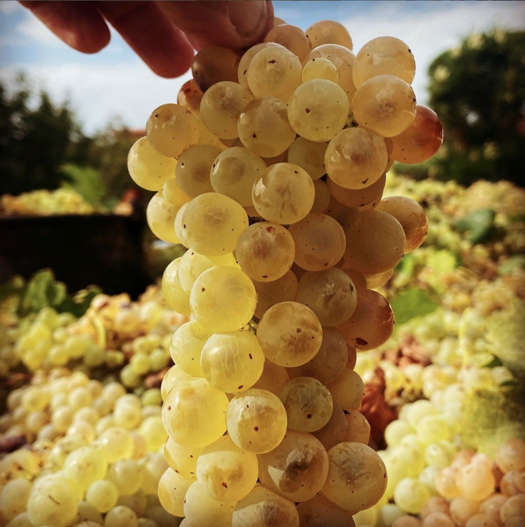 Certyfikowane organiczne winogrona do wina białego - IGP Lazio, DOC Colli Albani, DOC Castelli Romani - Trebbiano toscano, Malvasia del Lazio i Malvasia di
