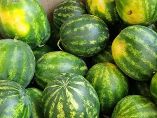 Sprzedam świeżego arbuza, rozmiar 3-9kg, opakowanie do uzgodnienia.