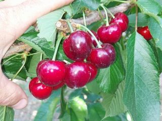 Wiśnie (Sweet Heart, Regina, Chrząstka Wiśnia, Kordina, Skeena) Jeżeli