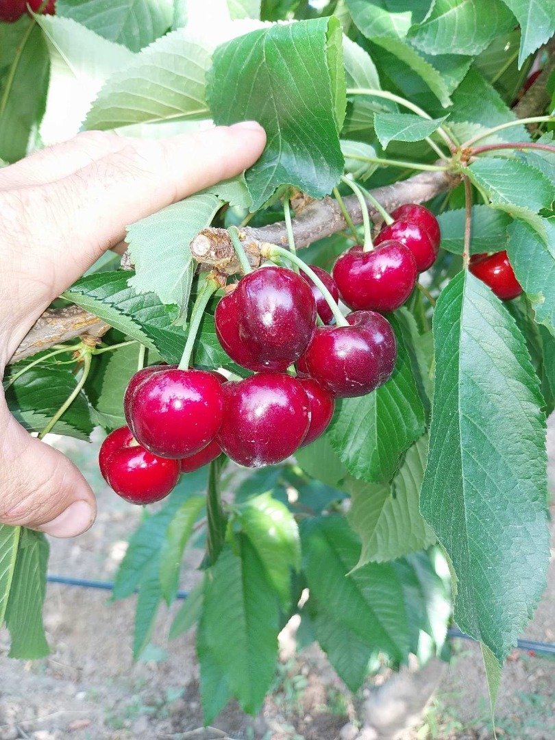 Wiśnie (Sweet Heart, Regina, Chrząstka Wiśnia, Kordina, Skeena) Jeżeli jesteś zainteresowany, wyślemy wiśnie zorganizowanym przez nas klimatyzowanym samochodem