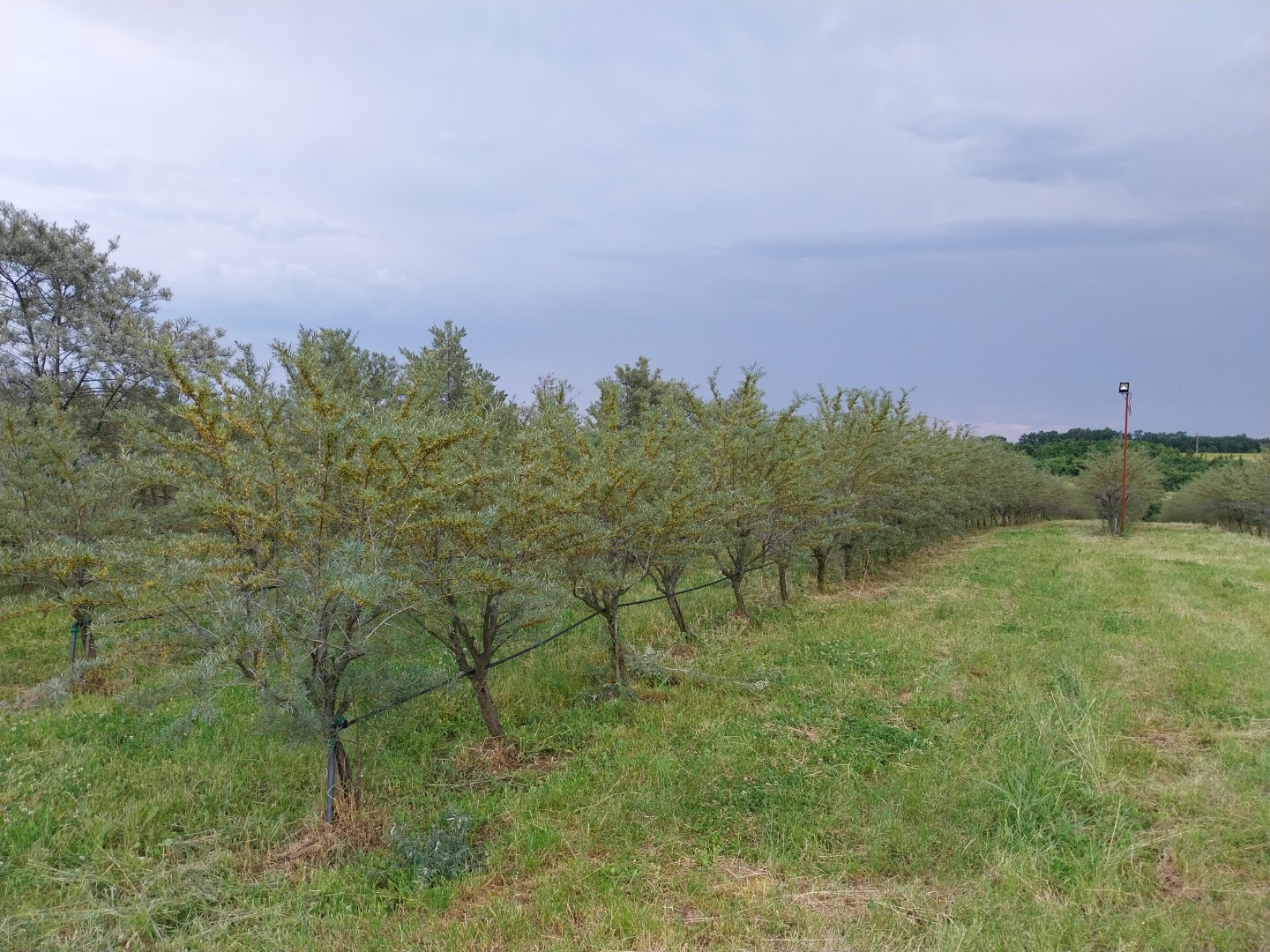 Sprzedam rokitnika organicznego