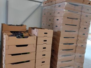 sprzedajemy bardzo duże ilości bakłażanów najwyższej jakości, bezpośrednio od