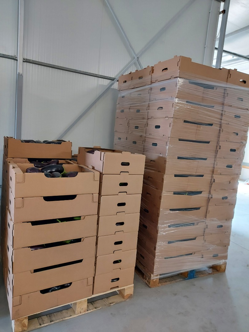 sprzedajemy bardzo duże ilości bakłażanów najwyższej jakości, bezpośrednio od producentów