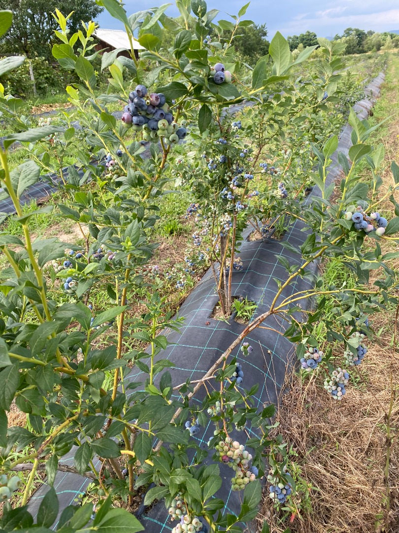 Sprzedam borówkę hodowlaną, z 4-letniej plantacji