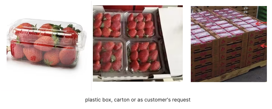 Wielka Wyprzedaż - Strawberry Global Gap bezpośrednie świeże truskawki - wysoka jakość, najlepszy smak BEZ PODATKU cena do negocjacji Pochodzenie: Brazylia