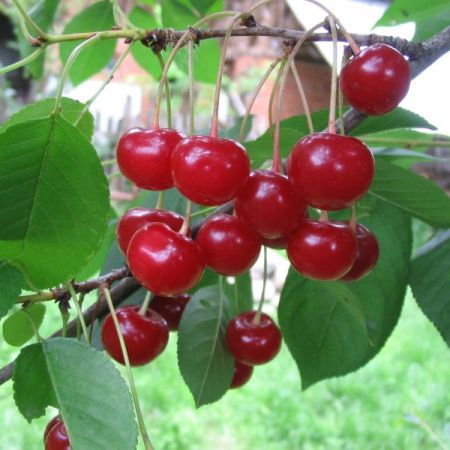 Sprzedam wiśnie! Nadaje się do kompotu, dżemu czy tarty! Poniżej 30 kg - 5 lei Powyżej 30 kg - 4 lei