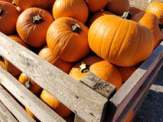 Podejmę współpracę jeśli chodzi o dostawę dyni Halloween. Posiadam