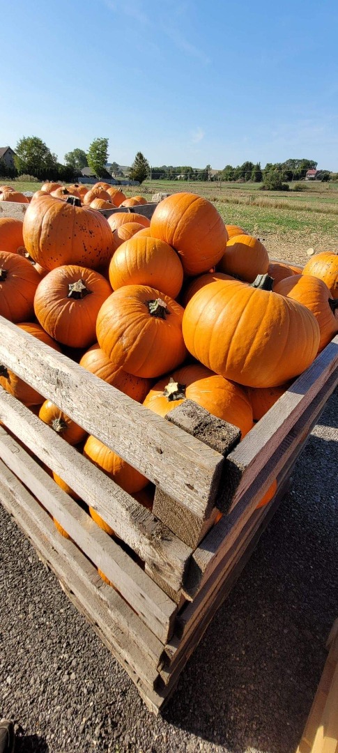 Podejmę współpracę jeśli chodzi o dostawę dyni Halloween