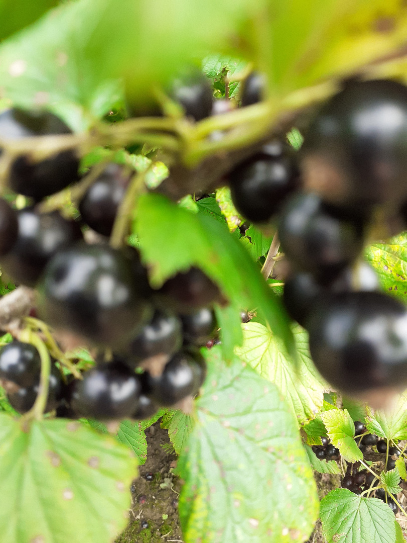 Dzień dobry, sprzedam - zrywaną w sposób ręczny - porzeczkę czarną