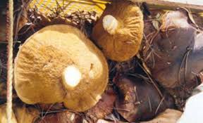Zajmujemy się sprzedażą grzybów leśnych własnej uprawy typu: Borowiki suszone i solone / Lactarius Deliciosus solony / Morchella suszona