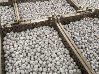 Hallo, ich habe Blaubeeren in größeren Mengen, 20 Tonnen