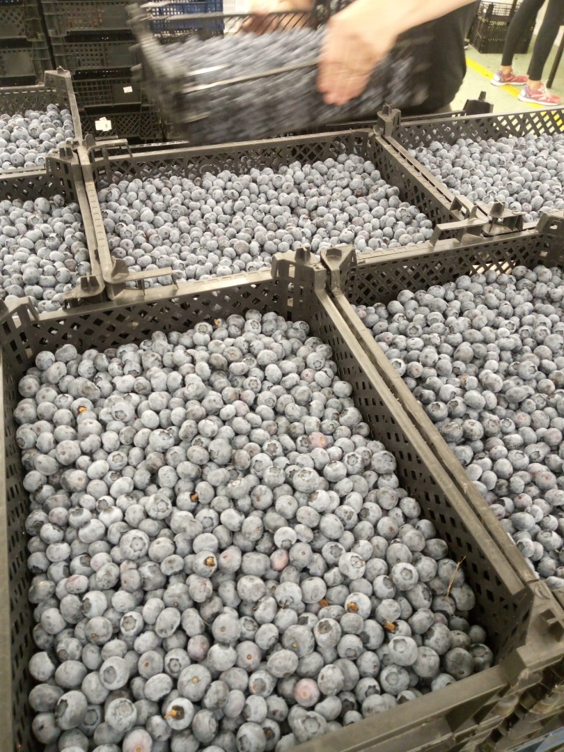 Hallo, ich habe Blaubeeren in größeren Mengen, 20 Tonnen pro Tag