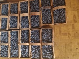 Sprzedam boròwke amerykanska z własnej małej plantacji .W łubiankach