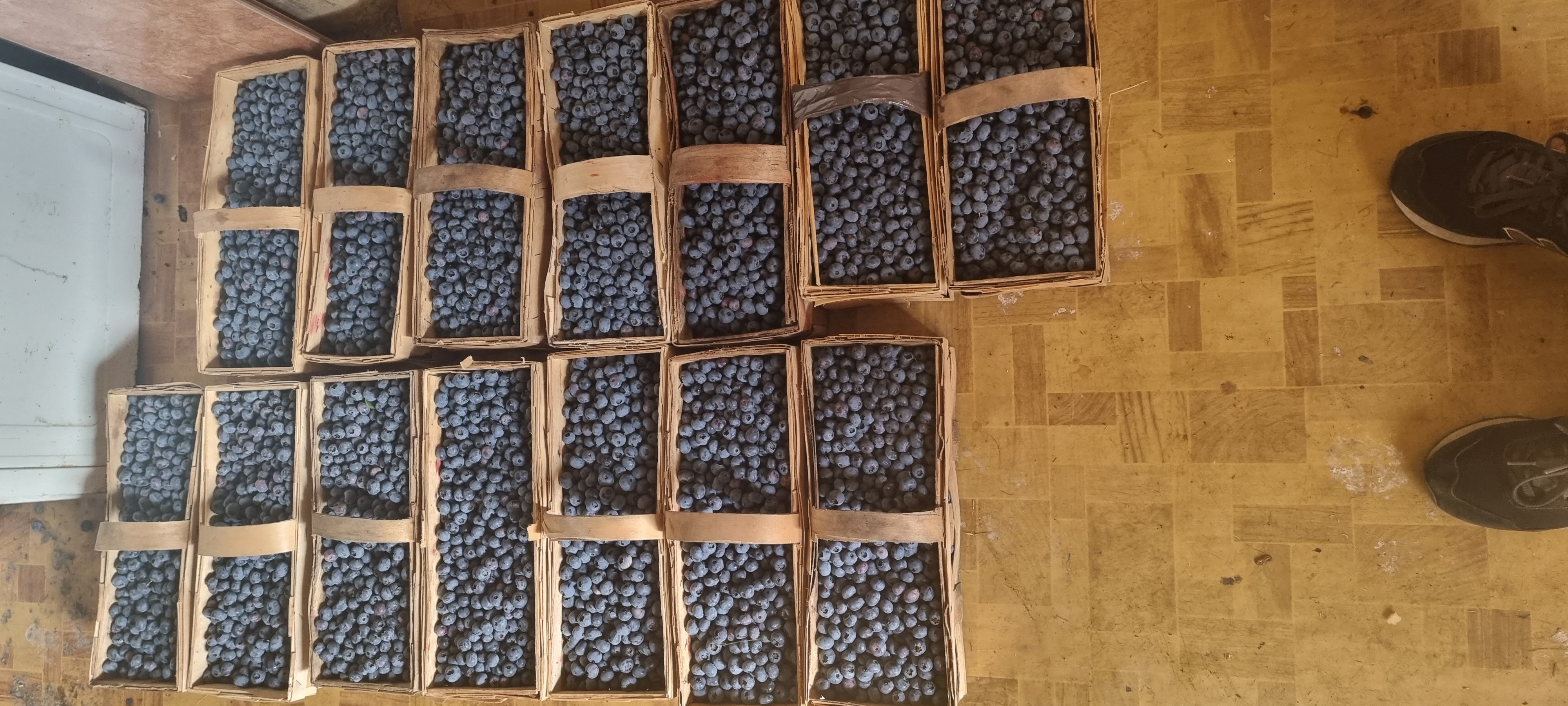 Sprzedam boròwke amerykanska z własnej małej plantacji .W łubiankach 3kg lub pojemnikach 250 g
