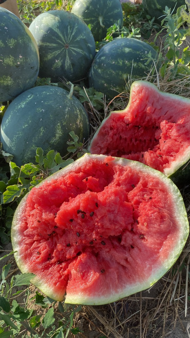 Witam, mam na imię Andrei i sprzedaję duże ilości arbuzów - Mirsini - Lusitana -Karistan ..