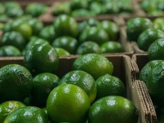 Witam serdecznie. Oferuję świeże kolumbijskie limonki kaliber 48 w