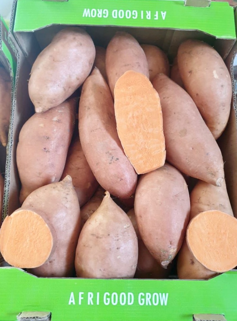 Słodkie ziemniaki 6 kg pudełko kartonowe odmiany Beauregard i Bellevue Global GAP / GRASP / SMETA Jaka jest aplikacja: +[numer telefonu] E-mail: Tel: +[numer