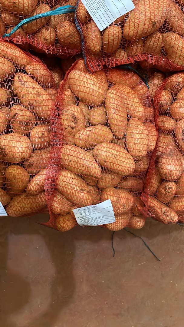 Ziemniaki Spunta, pochodzenia marokańskiego