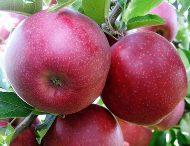 I will sell Red Prince apples, size 65 or higher, the highest quality (color, firmness), packed in a 14 kg box