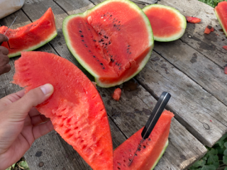 Jesteśmy producentem melonów, duże ilości SC ADEMNEL PROD SRL