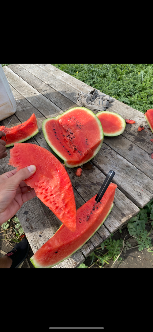 Jesteśmy producentem melonów, duże ilości SC ADEMNEL PROD SRL -Marian